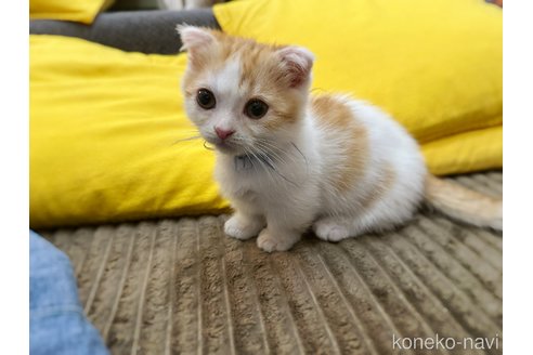販売中の徳島県のマンチカン(短足)-110279の12枚目