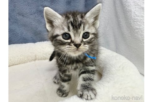 販売中の千葉県のアメリカンショートヘア-115128の2枚目
