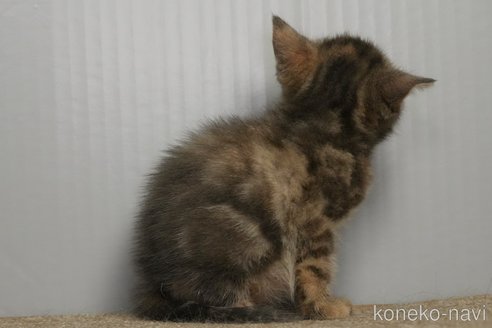 販売中の埼玉県のアメリカンショートヘア-115756の10枚目