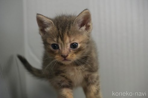 販売中の埼玉県のアメリカンショートヘア-115756の9枚目