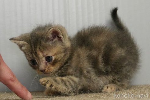 販売中の埼玉県のアメリカンショートヘア-115756の7枚目