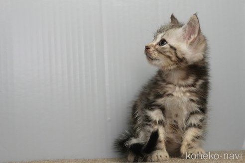 成約済の埼玉県のアメリカンショートヘア-114914の3枚目