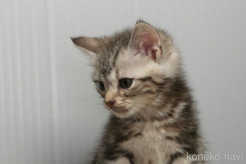 成約済の埼玉県のアメリカンショートヘア-114914の2枚目