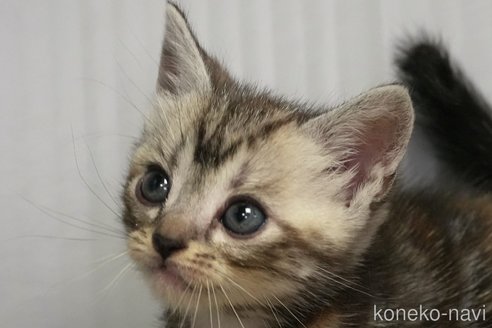 販売中の埼玉県のアメリカンショートヘア-116375の2枚目