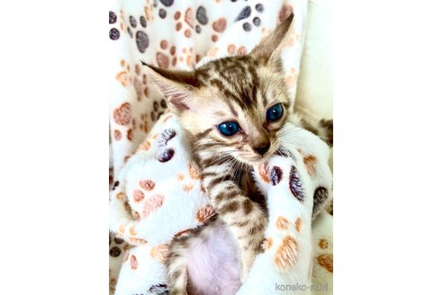 販売中の静岡県のベンガル-112804の26枚目
