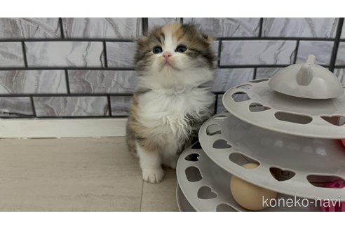 販売中の福岡県のマンチカン-116390の3枚目