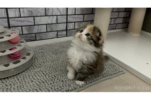 販売中の福岡県のマンチカン-116390の4枚目