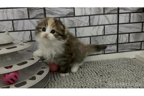 販売中の福岡県のマンチカン-116390の2枚目