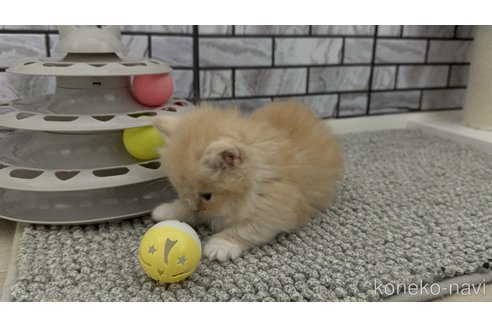 販売中の福岡県のマンチカン(短足)-116391の3枚目