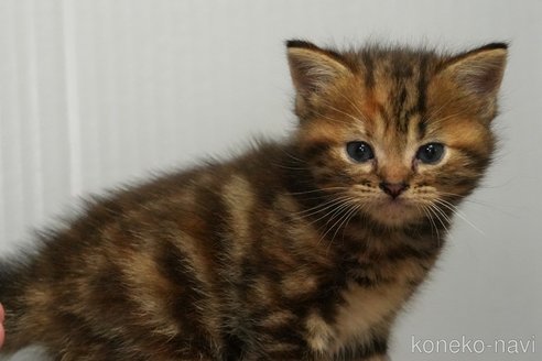 販売中の埼玉県のアメリカンショートヘア-115751の8枚目