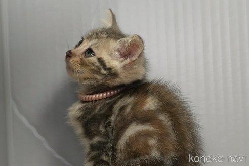 販売中の埼玉県のアメリカンショートヘア-112054の3枚目