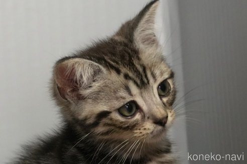 成約済の埼玉県のアメリカンショートヘア-112057の2枚目