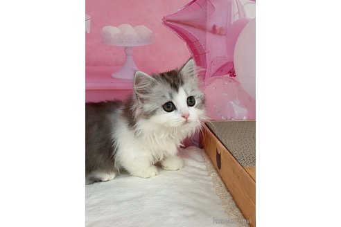 販売中の千葉県のマンチカン(短足)-116397の2枚目