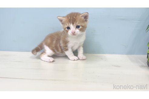 販売中の埼玉県のマンチカン-116406の3枚目