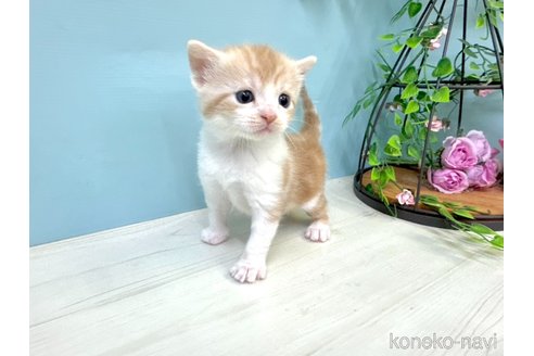 販売中の埼玉県のマンチカン-116407の2枚目