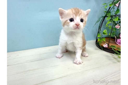 販売中の埼玉県のマンチカン-116407の4枚目