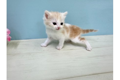 販売中の埼玉県のマンチカン-116412の4枚目