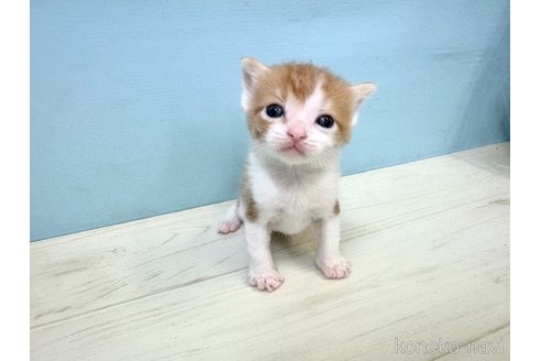 販売中の埼玉県のマンチカン-116413の2枚目
