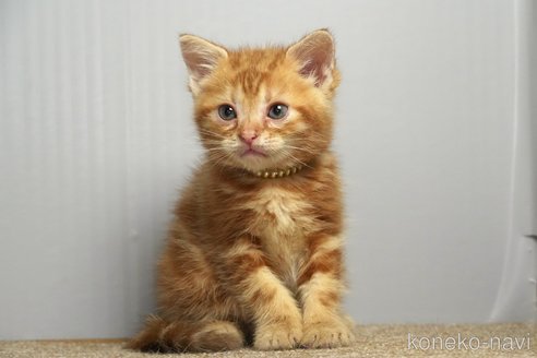販売中の埼玉県のアメリカンショートヘア-115742の4枚目