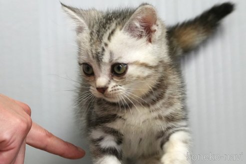販売中の埼玉県のアメリカンショートヘア-114560の12枚目