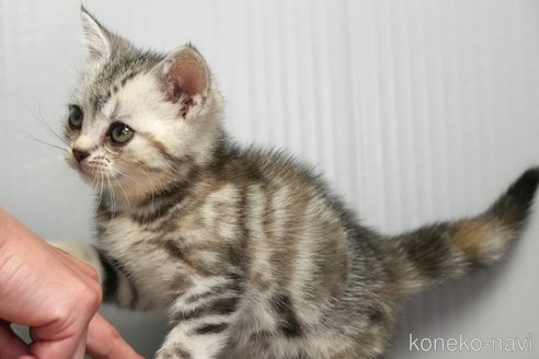 販売中の埼玉県のアメリカンショートヘア-114560の11枚目