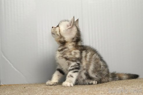 販売中の埼玉県のアメリカンショートヘア-114560の10枚目