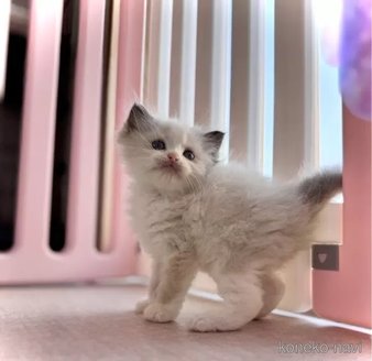 販売中の三重県のラグドール-116419の3枚目