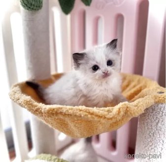 販売中の三重県のラグドール-116419の2枚目