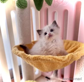 販売中の三重県のラグドール-116419の4枚目