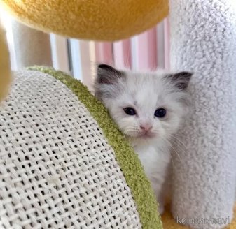 販売中の三重県のラグドール-116419の5枚目