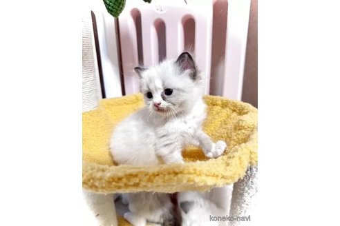 成約済の三重県のラグドール-116421の2枚目