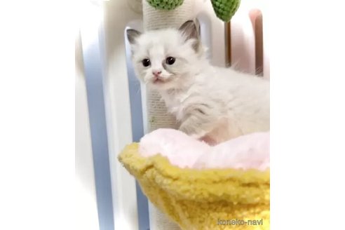 成約済の三重県のラグドール-116421の3枚目