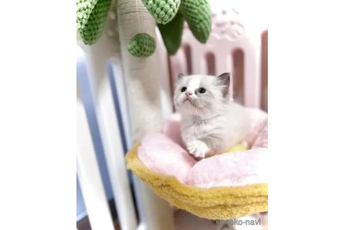 成約済の三重県のラグドール-116421の4枚目