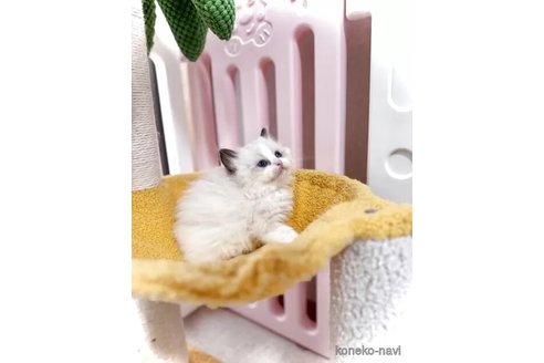 販売中の三重県のラグドール-116424の3枚目