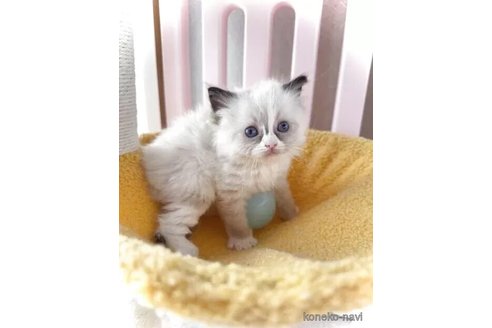 販売中の三重県のラグドール-116425の3枚目