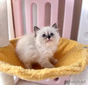 販売中の三重県のラグドール-116426の4枚目