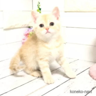 販売中の埼玉県のマンチカン-114855
