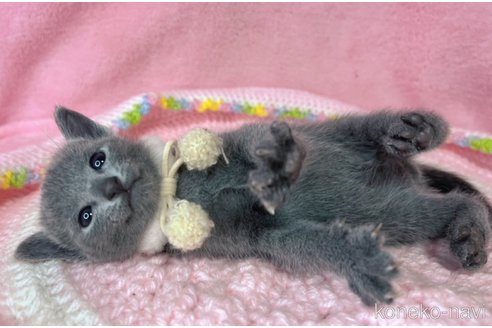 販売中の千葉県のロシアンブルー-116431の5枚目