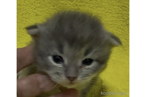 販売中の大阪府のサイベリアン-116433の2枚目
