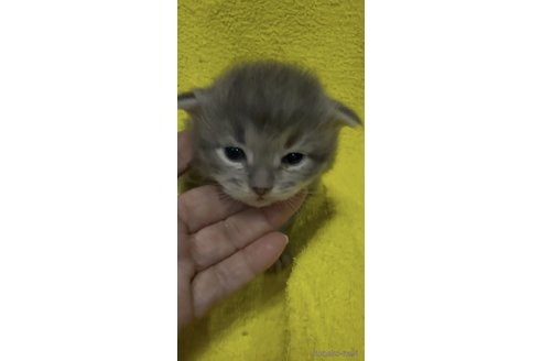 販売中の大阪府のサイベリアン-116433の3枚目