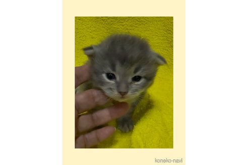 販売中の大阪府のサイベリアン-116433の4枚目