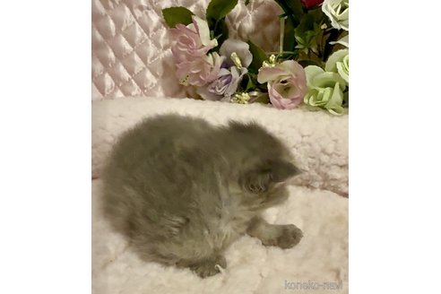 商談中の大阪府のサイベリアン-116437の4枚目