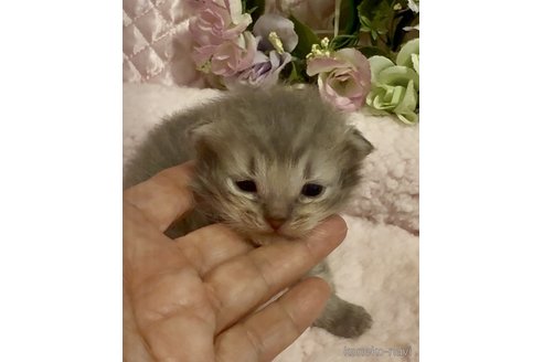 商談中の大阪府のサイベリアン-116437の2枚目