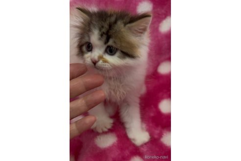 販売中の大阪府のラガマフィン-116438の4枚目