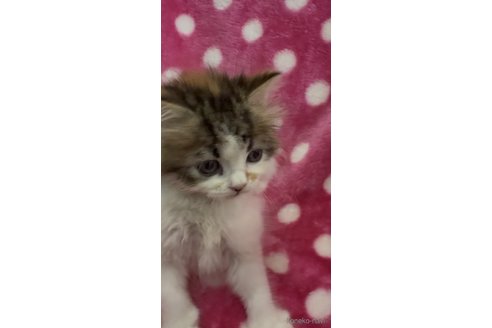 販売中の大阪府のラガマフィン-116438の2枚目