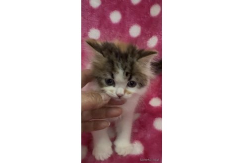 販売中の大阪府のラガマフィン-116439の2枚目