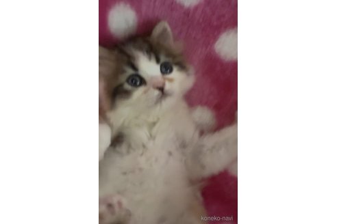 販売中の大阪府のラガマフィン-116439の3枚目