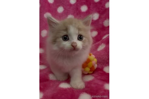 販売中の大阪府のラガマフィン-116440の7枚目