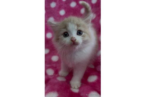 販売中の大阪府のラガマフィン-116440の4枚目