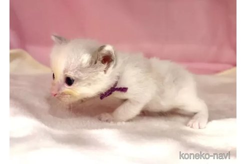 販売中の東京都のラグドール-116441の5枚目